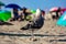 Seagulls towards the end of the day at the beach, waiting for the beach-goers to leave to recover their remains of food.