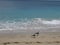 Seagulls on a tropical beach