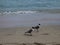 Seagulls on a tropical beach