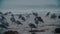 Seagulls try to stay warm on a cold wet morning, Natural Bridges State Beach