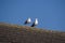 Seagulls under blue sky