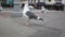 Seagulls at an Urban Seaside Neighborhood