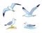 Seagulls - vector illustration