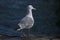 Seagulls in Venice, close-up view