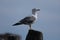 Seagulls in Venice, close-up view in Venice