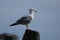 Seagulls in Venice, close-up view in Venice