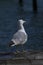 Seagulls in Venice, close-up view in Venice