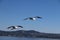 Seagulls waiting for some food flying around the boat