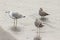 Seagulls walk along the seashore