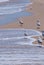 Seagulls Walk on Peaceful Beach