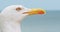 Seagulls walking by the beach against natural blue water background.