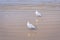 Seagulls Walking on the Sand