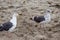 Seagulls walking on the sandy beach