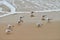 Seagulls walking on sandy beach near Baltic sea