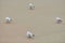 Seagulls walking on sandy beach near Baltic sea