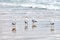 Seagulls walking on sandy beach near Baltic sea