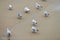 Seagulls walking on sandy beach near Baltic sea