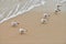 Seagulls walking on sandy beach near Baltic sea