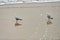 Seagulls walking on sandy beach near Baltic sea