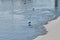 Seagulls walking on sandy beach near blue water