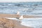 Seagulls walking on sea shore, foreground focus