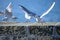 Seagulls on a wall