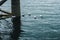 Seagulls in water, village of Luss Scotland