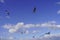 Seagulls on the waterfront fly in the sky among the clouds and the water ripples in the strong wind.