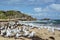 Seagulls on the western beach. Penguin island. Shoalwater islands marine park. Rockingham. Western Australia