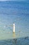 Seagulls are wheeling above the shining blue Atlantic Ocean