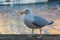 Seagulls at winter. Frozen Copenhagen canal. Cold sunny winter day in Denmark Europe