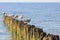 Seagulls and wooden breakwaters