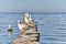 Seagulls on wooden breakwaters on Baltic beach of Svetlogorsk.