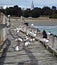 Seagulls on wooden pier