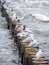 Seagulls on wooden water breakers