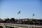 Seaguls above Dom Luis I bridge in Porto.