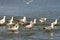 Seaguls in the Black Sea