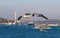 Seaguls and bosphorus bridge Istanbul