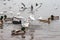 Seaguls and Ducks fighting over food