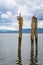 Seaguls Perch on Remains of Dock on a stormy day