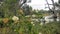 Seaham Swamp New South Wales Australia surrounded by native Australian trees.