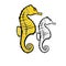 Seahorse