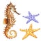 Seahorse and colorful starfishes on white background, hand drawn watercolor