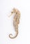 Seahorse in front of white background isolated