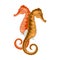 Seahorse has head and neck suggestive of horse, segmented bony armour, curled prehensile tail.