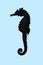 Seahorse isolated cool