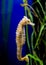 Seahorse in a large aquarium in the oceanarium