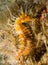 Seahorse in the mediterranean, costa brva