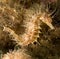 Seahorse in the mediterranean, costa brva