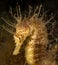 Seahorse in the mediterranean, costa brva